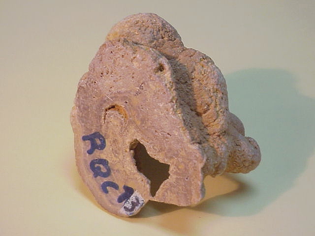 RQC13: Ejemplar de Coral Fosil