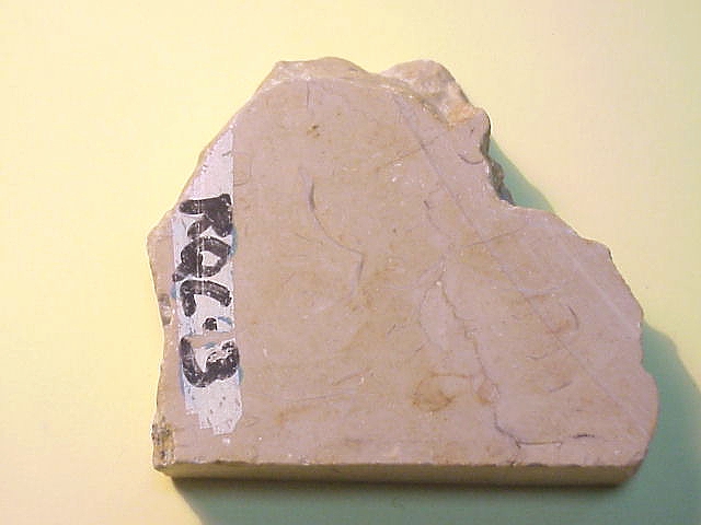 RQC3: Caliza fosilfera